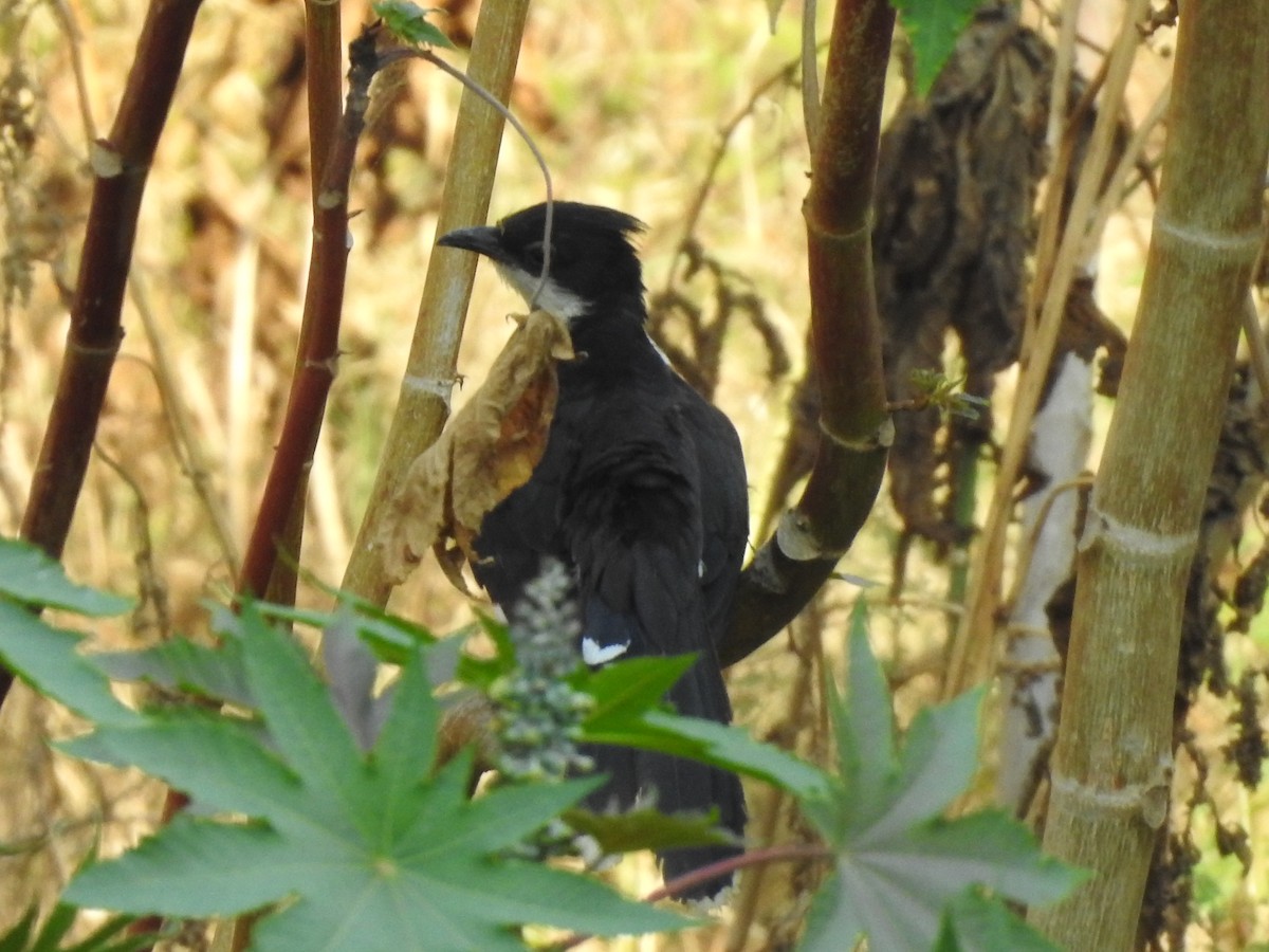 斑翅鳳頭鵑 - ML226384561