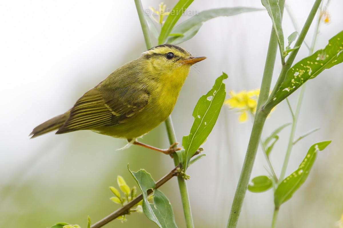 Sulphur-breasted Warbler - Lefei Han