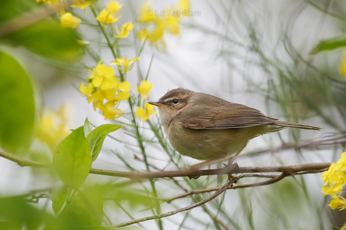 Dusky Warbler - ML226384931