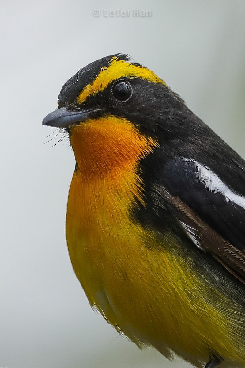 Narcissus Flycatcher - ML226384961