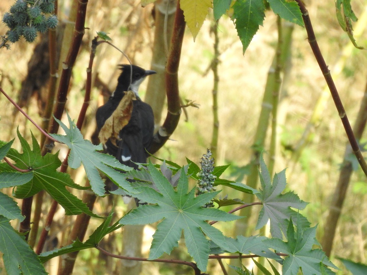斑翅鳳頭鵑 - ML226385021