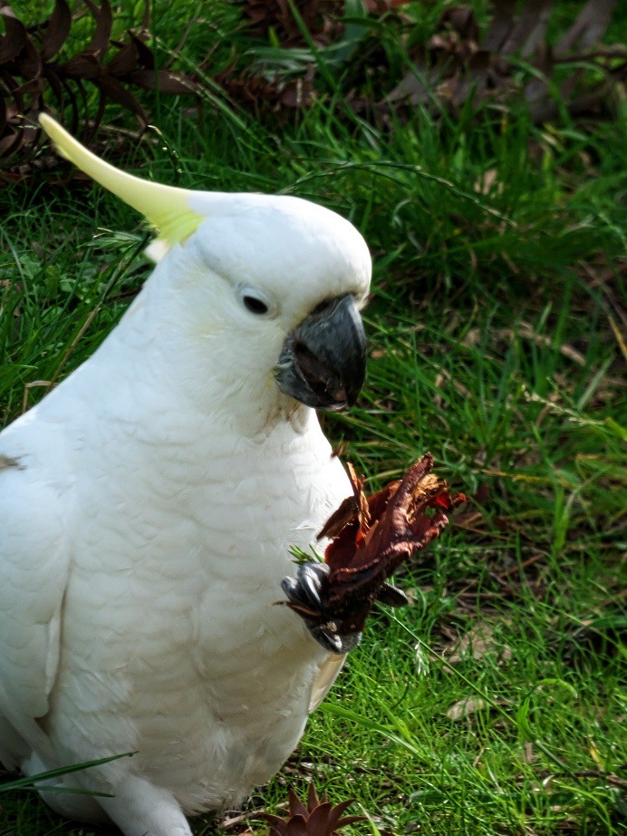 Sulphur-crested Cockatoo - Alfons  Lawen