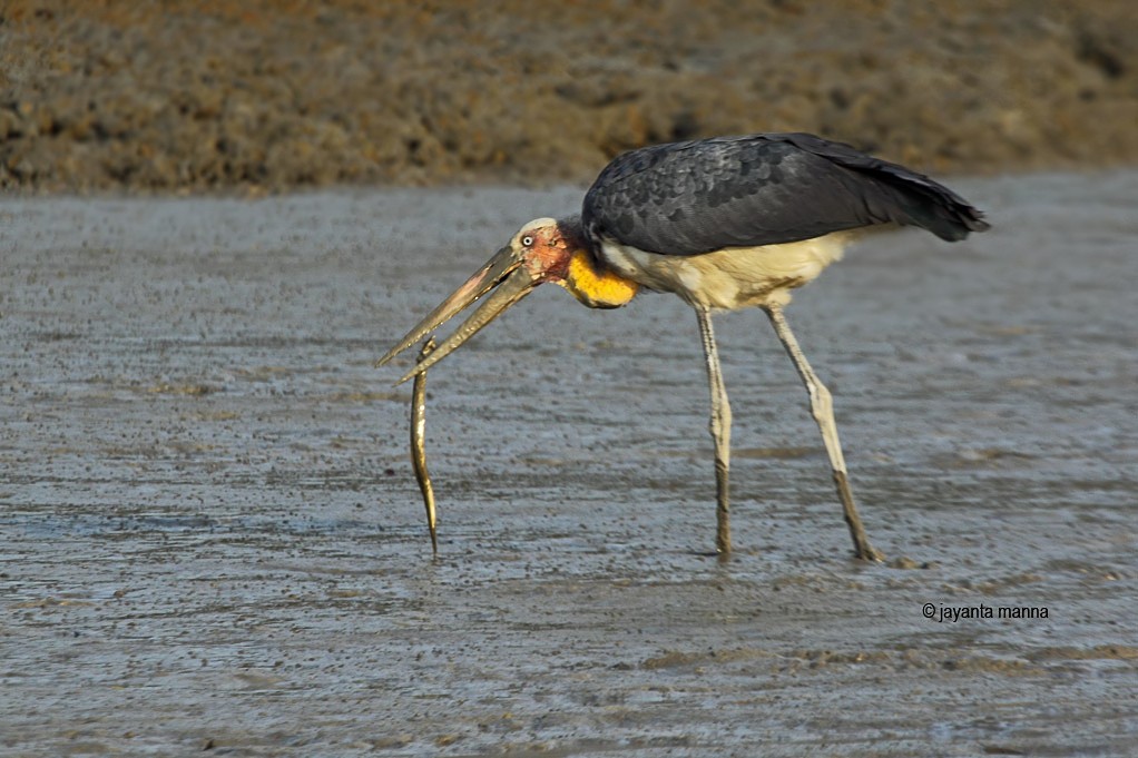 Lesser Adjutant - ML226387991