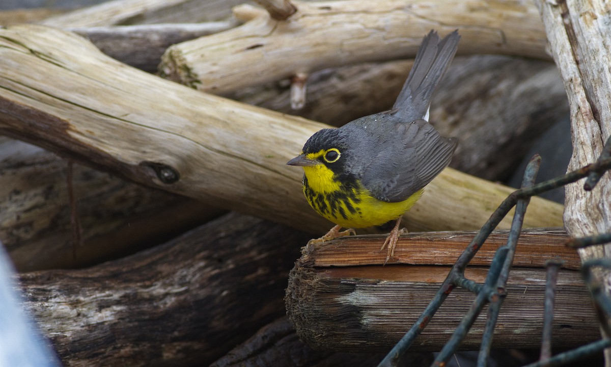 Canada Warbler - Zak Pohlen