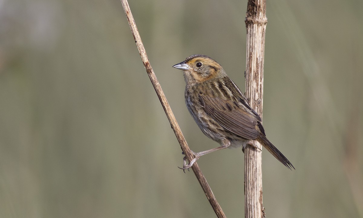 Nelson's Sparrow - ML226388551