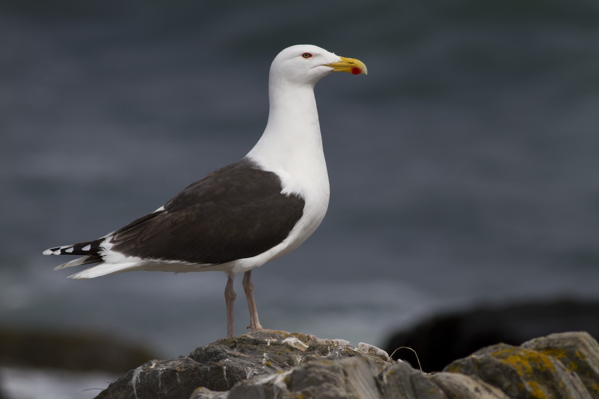 Great Black-backed Gull - Zak Pohlen