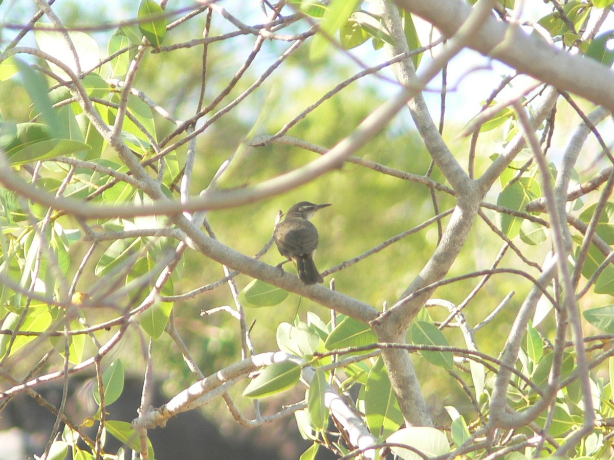 Kimberley Honeyeater - ML226388681