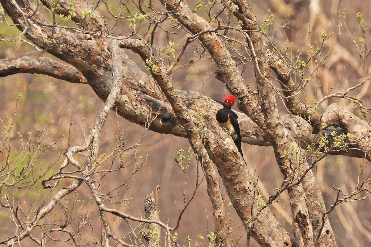 White-bellied Woodpecker - Rick Franks