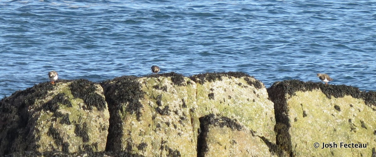 Ruddy Turnstone - ML22639121