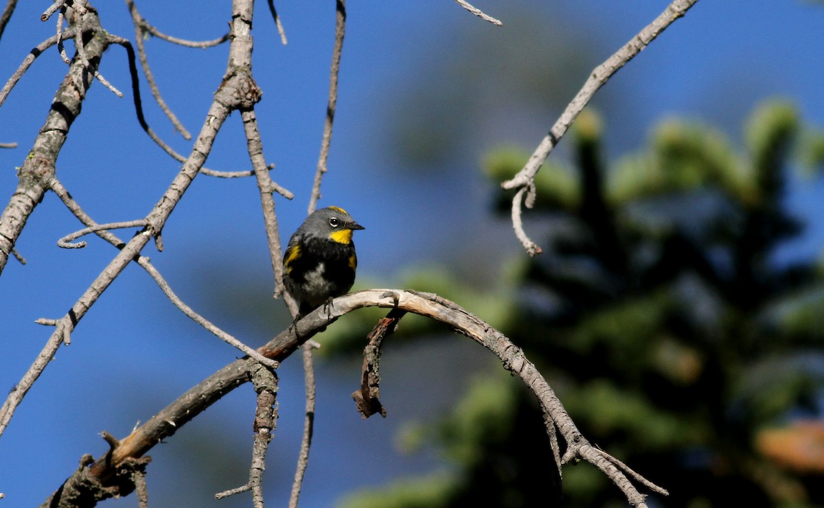 Kronenwaldsänger (Audubonwaldsänger) - ML22639281