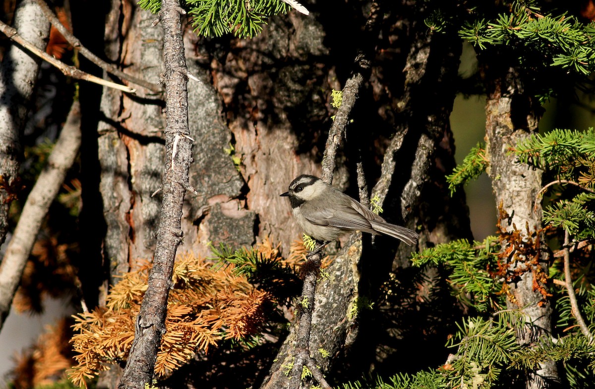 Mountain Chickadee - ML22639291