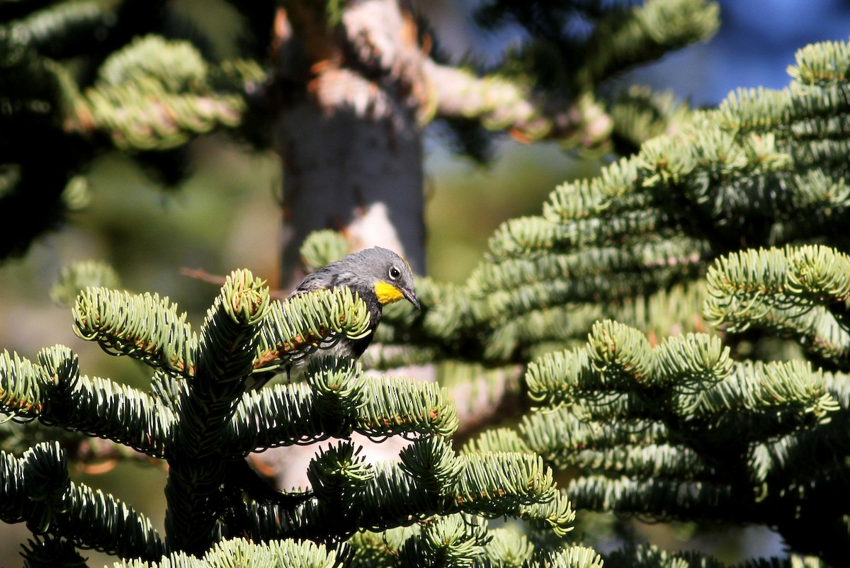 Yellow-rumped Warbler (Audubon's) - Jay McGowan