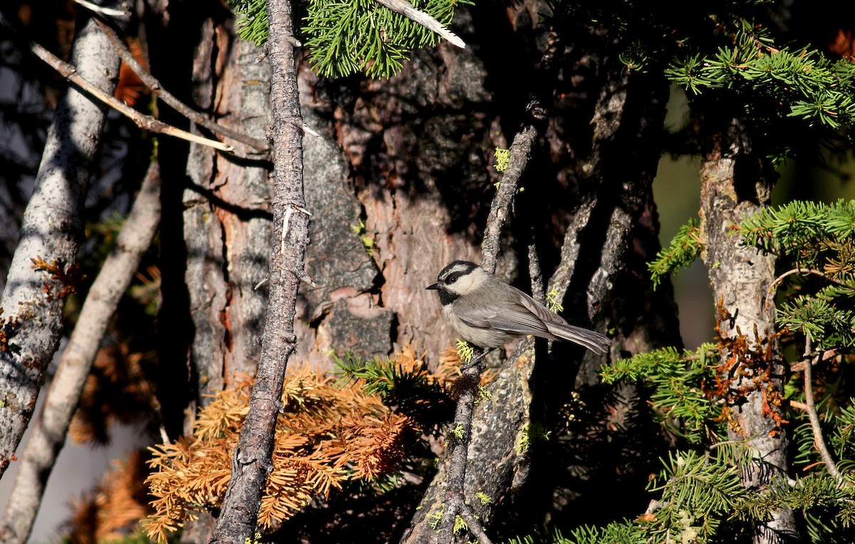 Mountain Chickadee - ML22639361