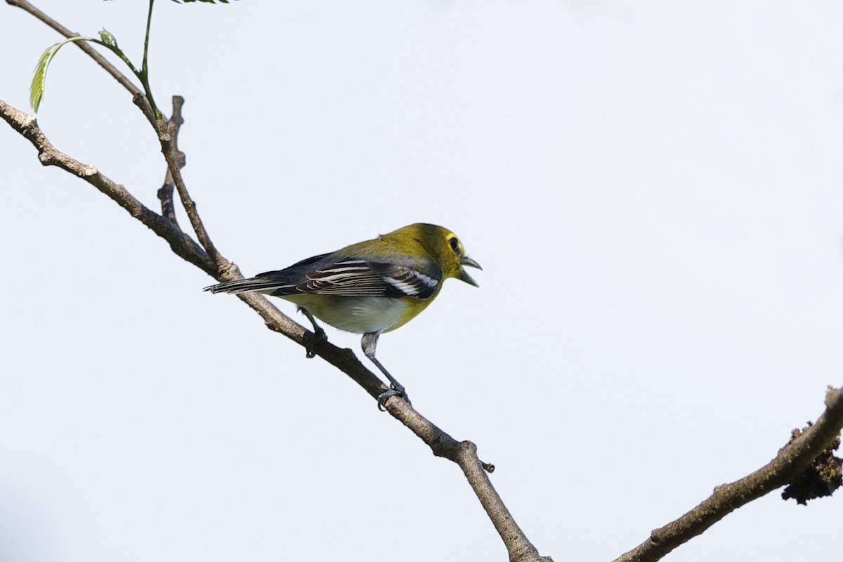 Yellow-throated Vireo - ML226393951