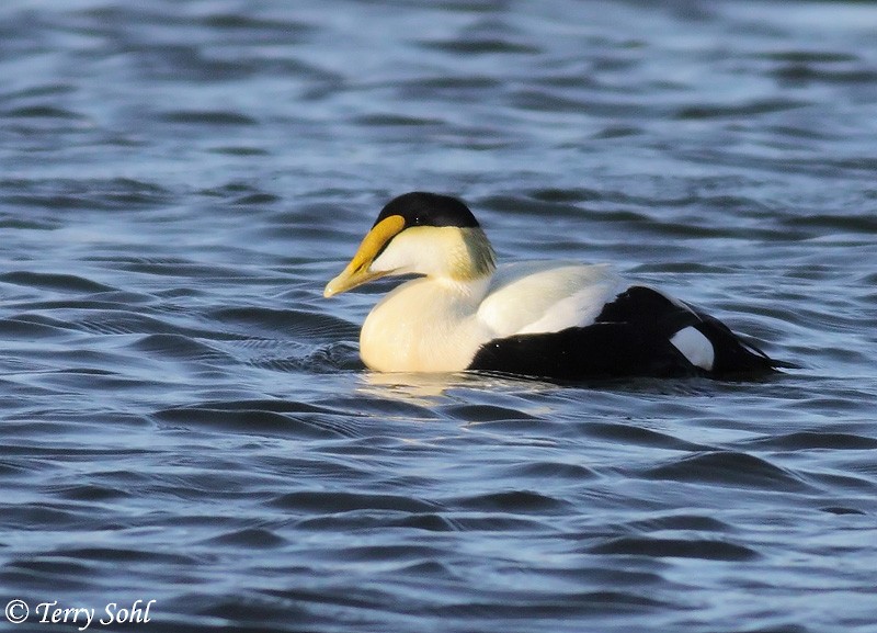 Common Eider - Terry Sohl