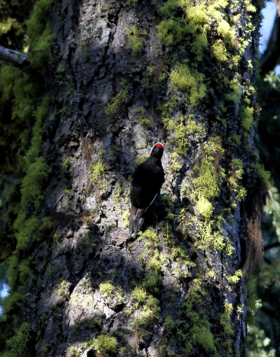 White-headed Woodpecker - ML22639441