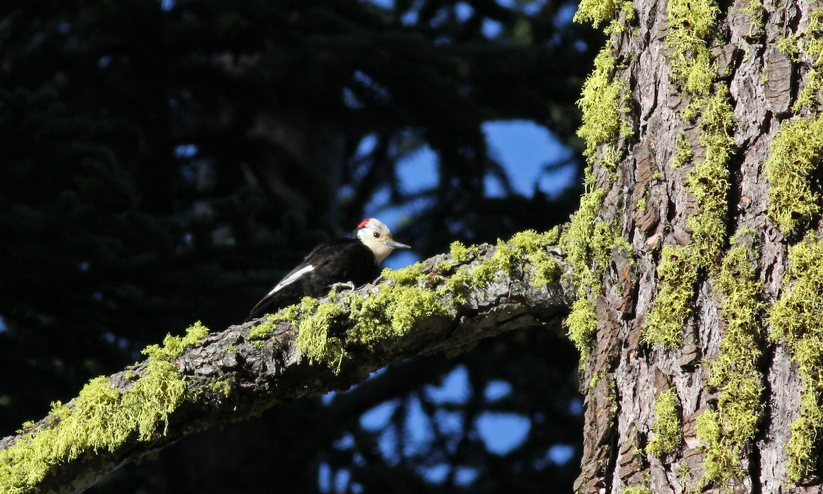 White-headed Woodpecker - Jay McGowan