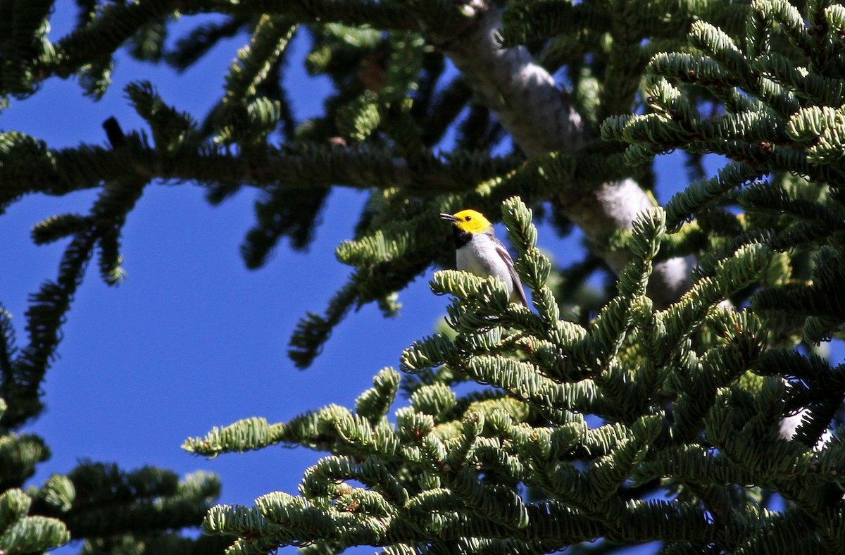 Hermit Warbler - ML22639471