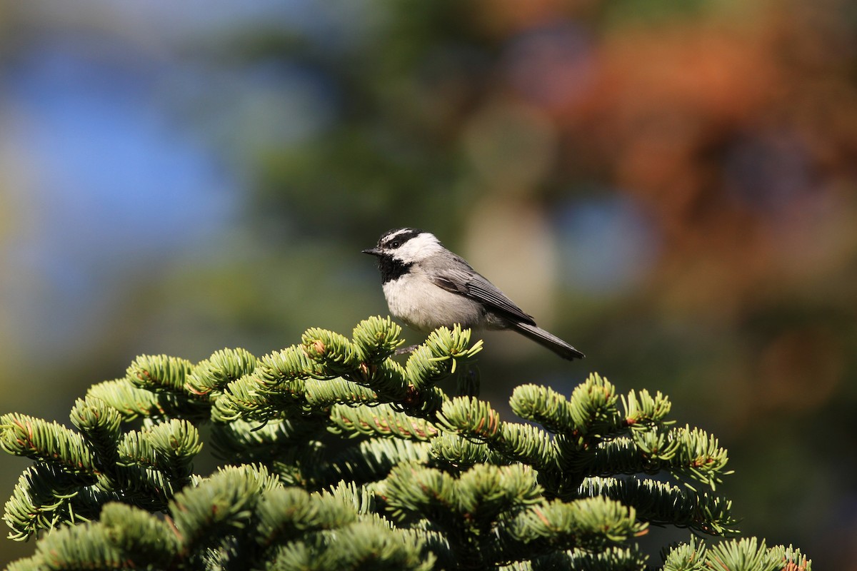 Mountain Chickadee - ML22639561