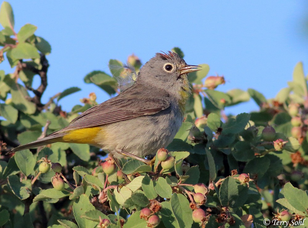 Virginia's Warbler - ML226395801