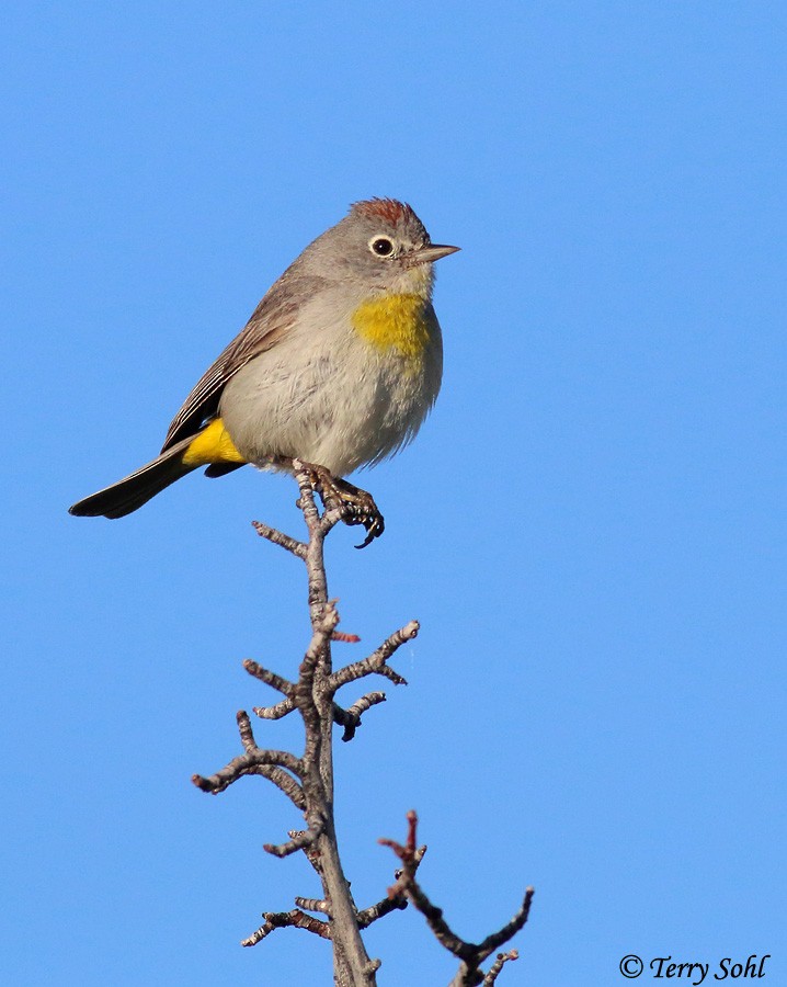 Gelbsteiß-Waldsänger - ML226395811