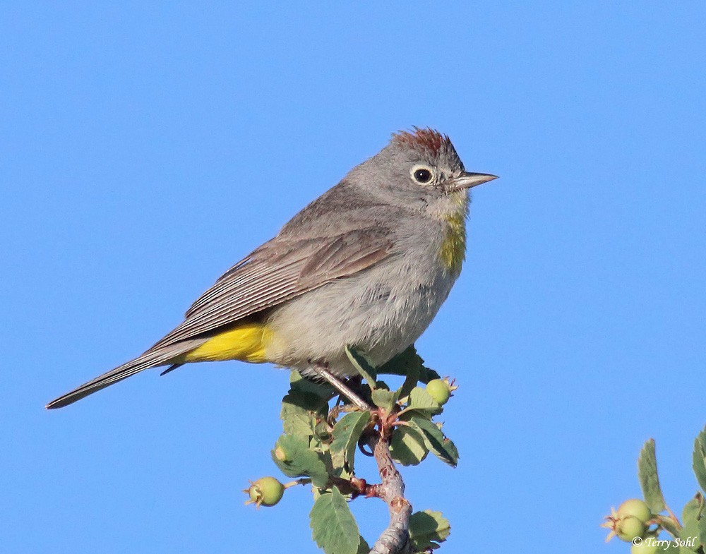 Gelbsteiß-Waldsänger - ML226395831