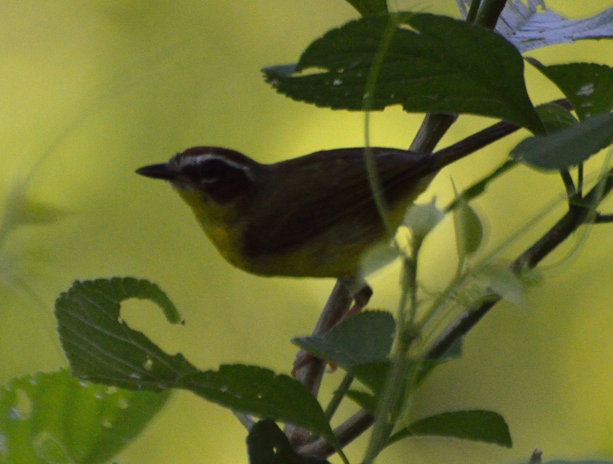 Chestnut-capped Warbler - ML226398001