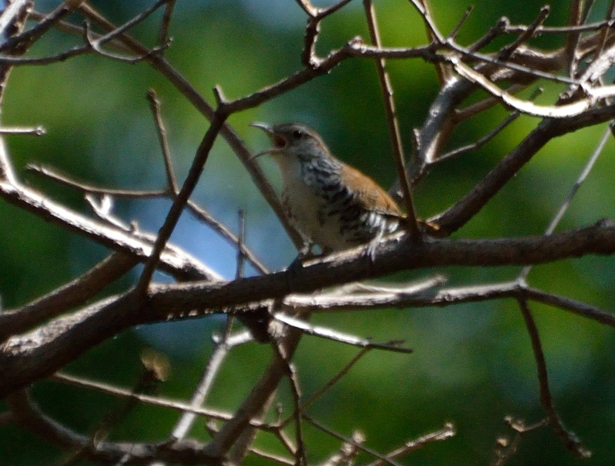 Banded Wren - ML226398011