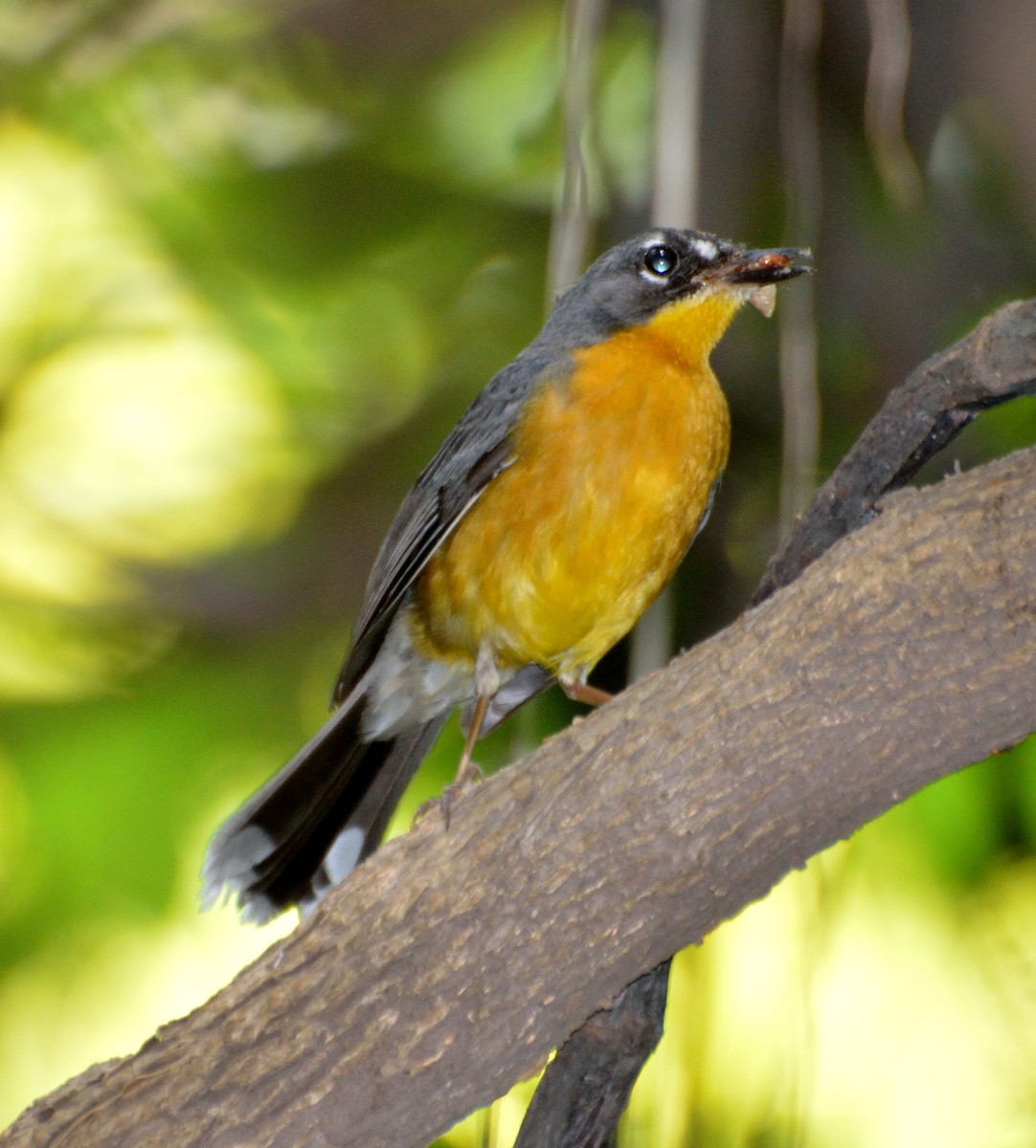 Fan-tailed Warbler - Orlando Jarquín