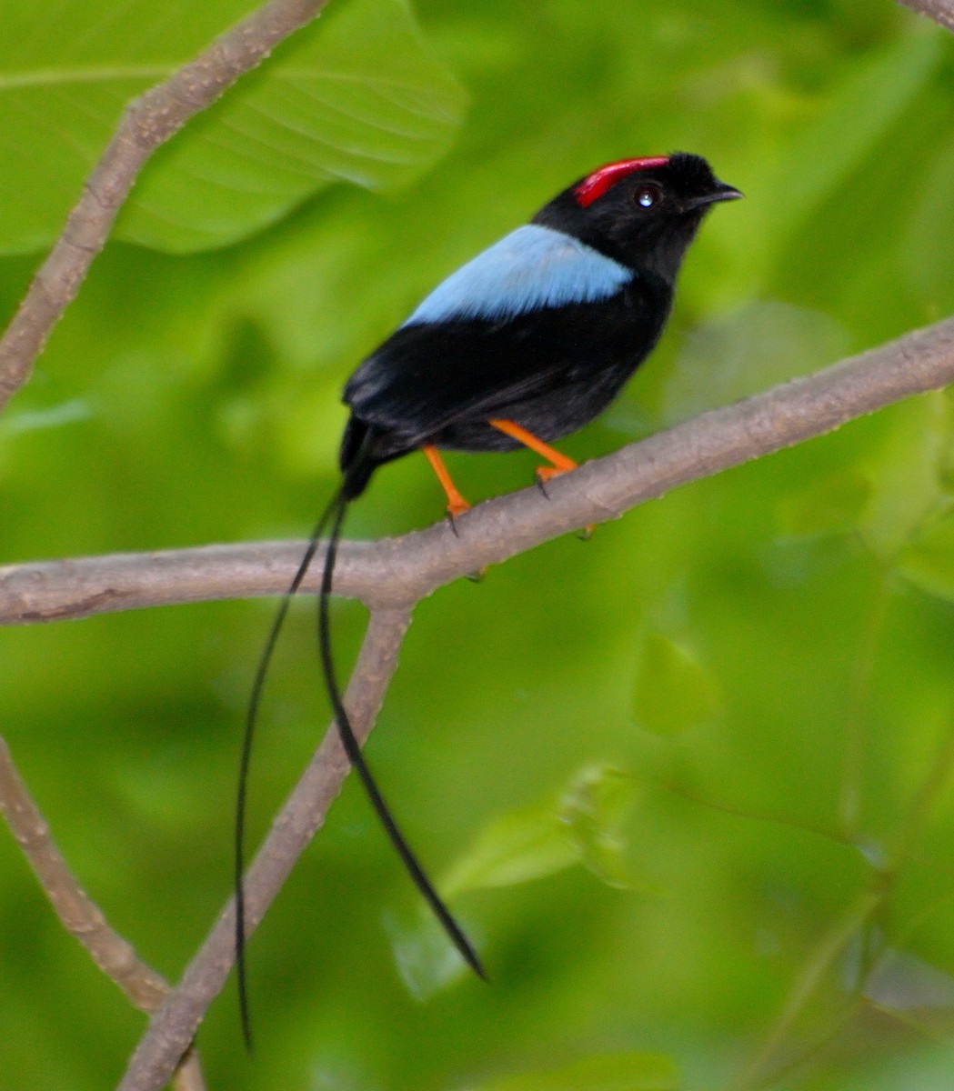 Long-tailed Manakin - ML226398081