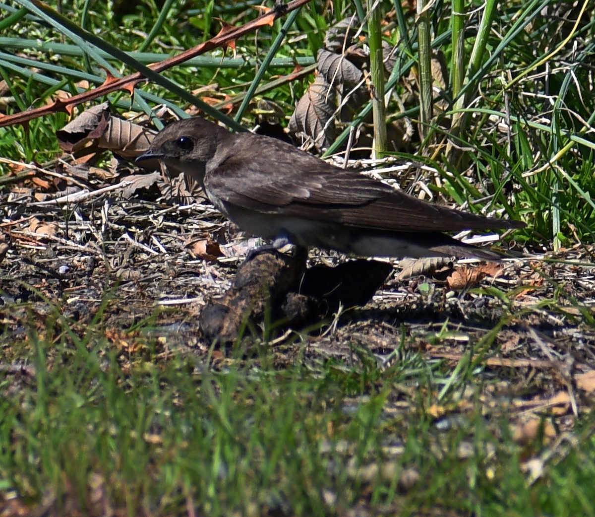 Northern Rough-winged Swallow - ML226398121