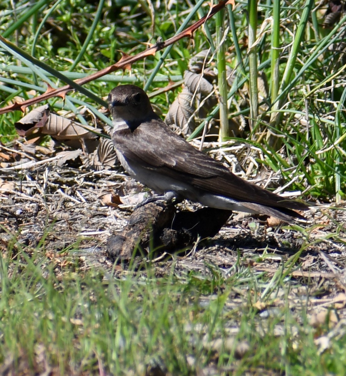 Northern Rough-winged Swallow - ML226398181