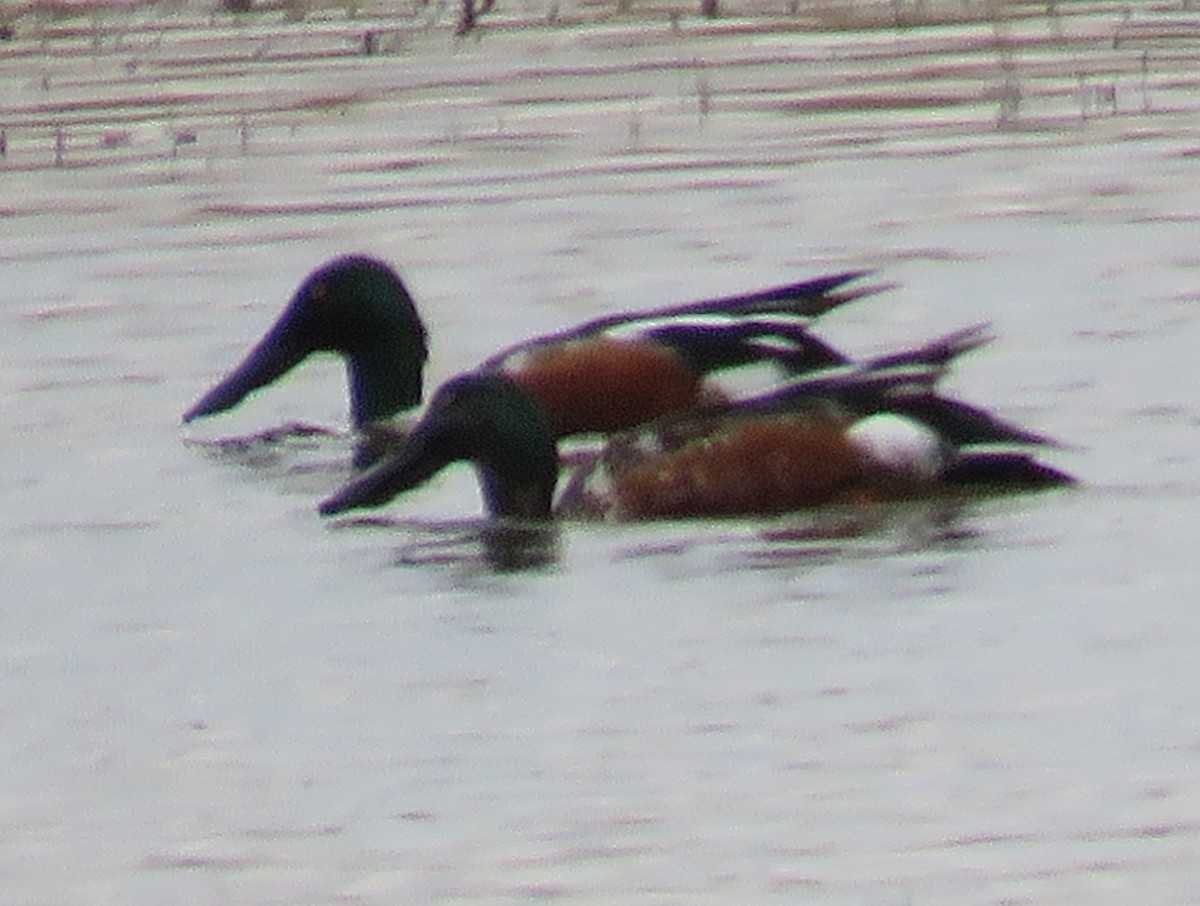 Northern Shoveler - ML22639821