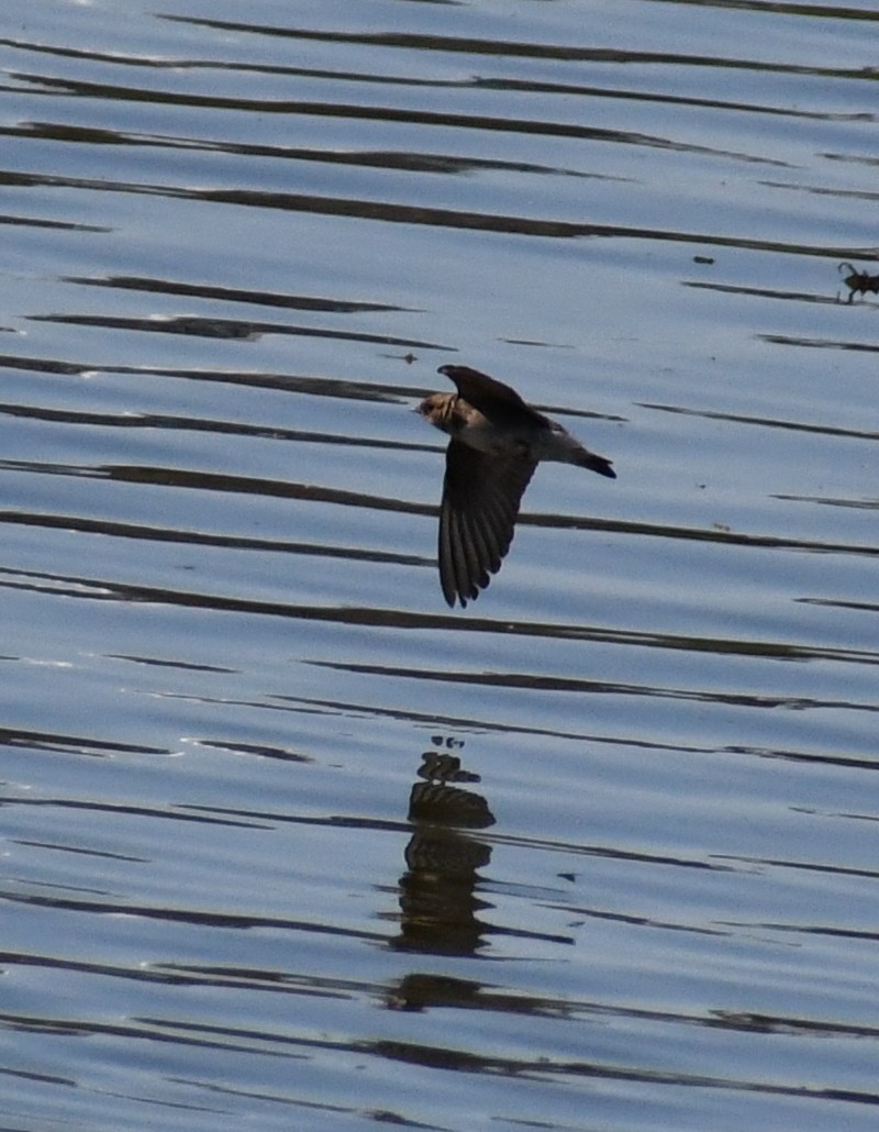 Northern Rough-winged Swallow - ML226398331