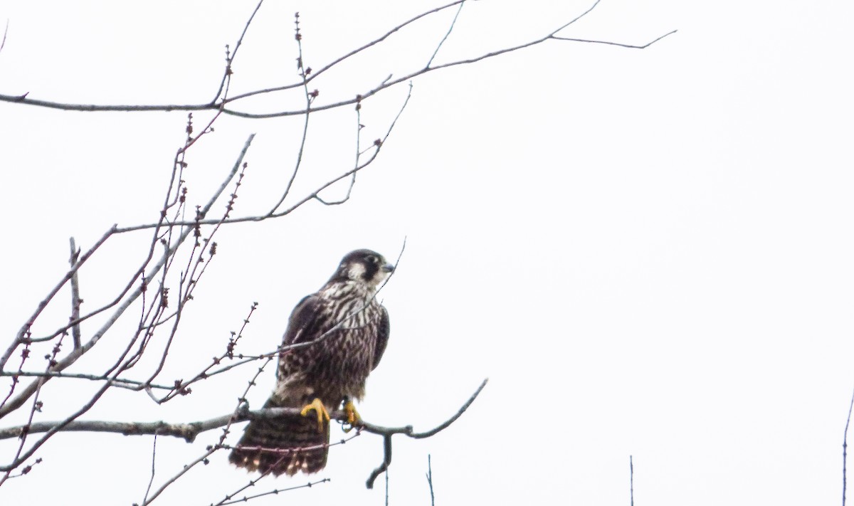 Peregrine Falcon - ML22639911