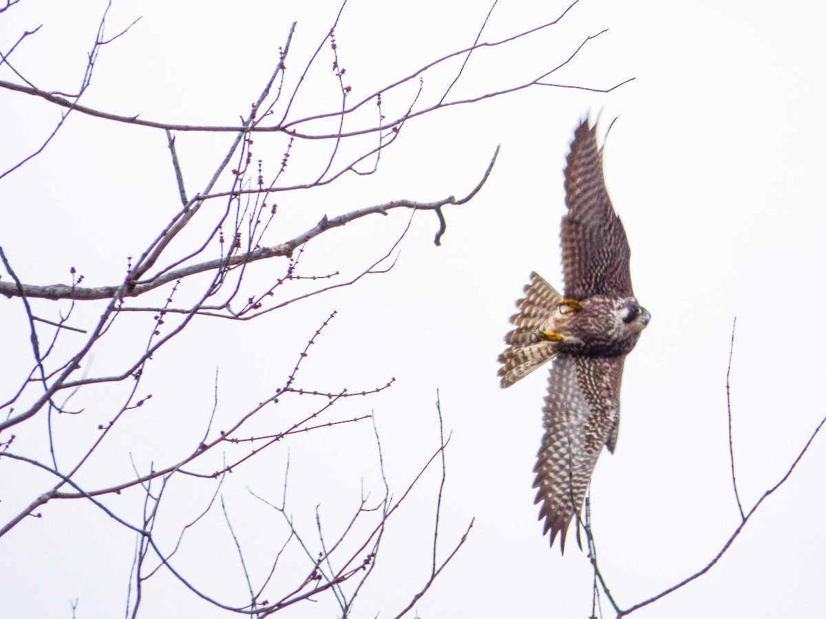 Halcón Peregrino - ML22639921