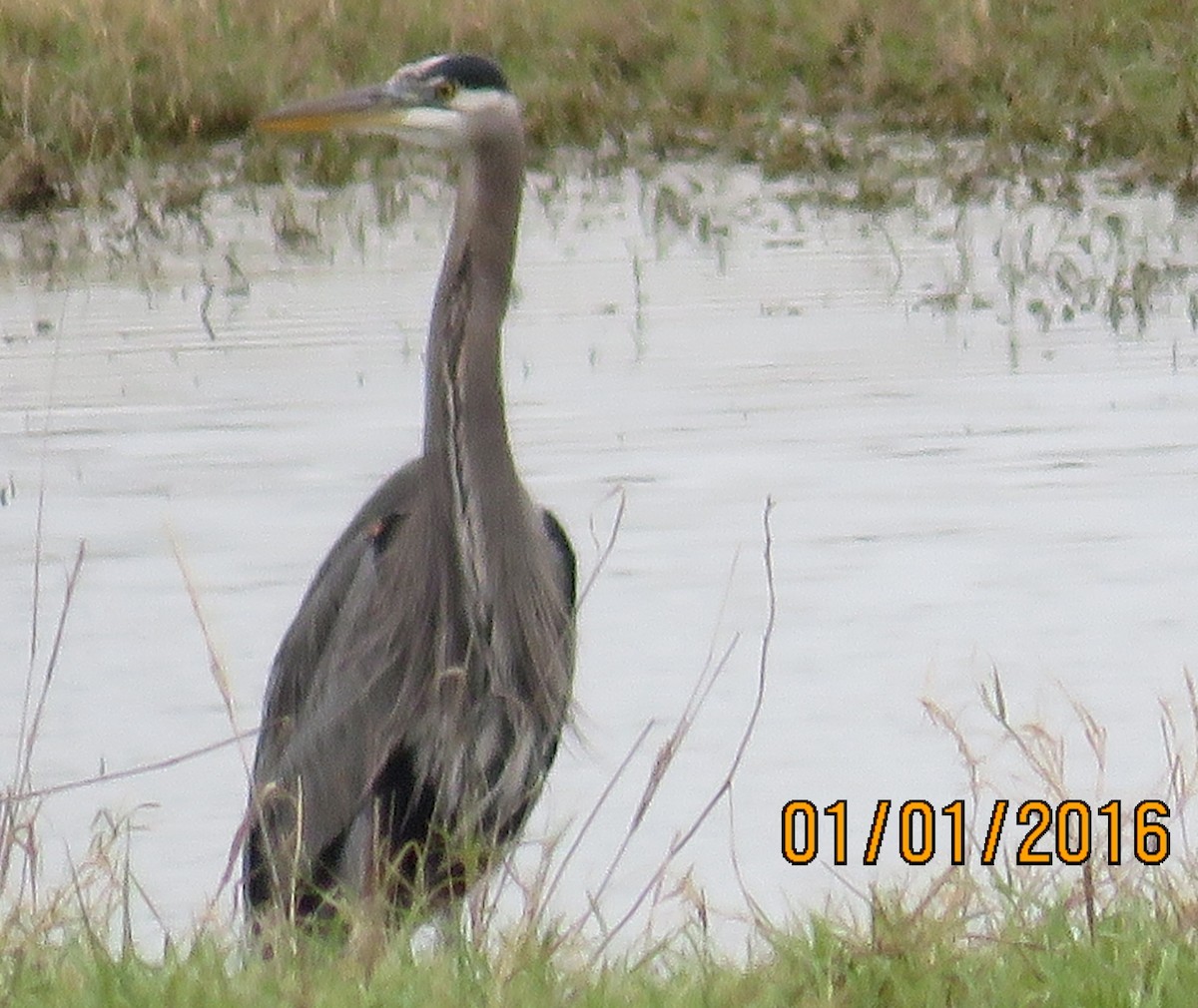 Great Blue Heron - ML22639931