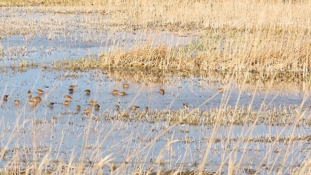 Long-billed Dowitcher - ML226400571
