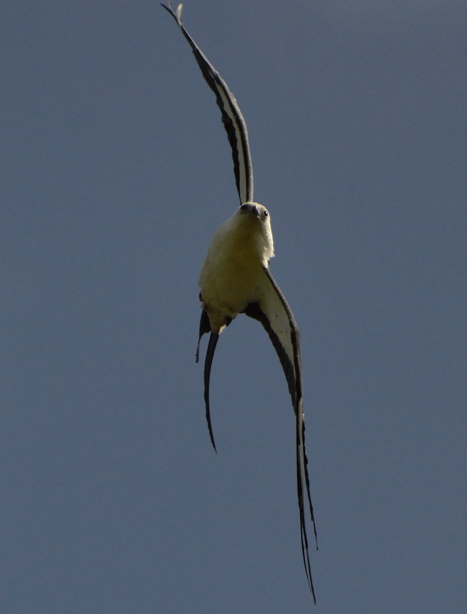 Swallow-tailed Kite - ML226400591