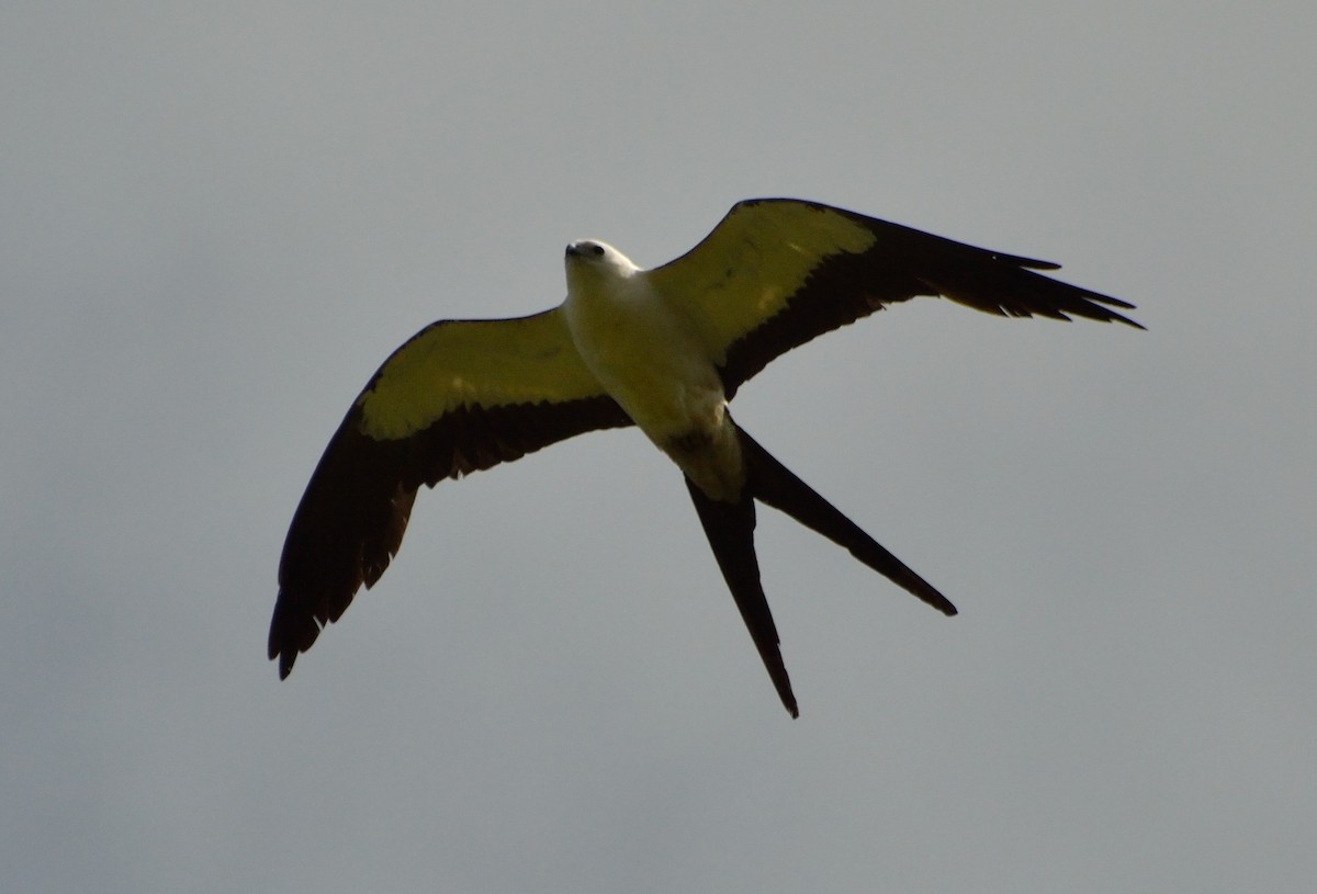 Swallow-tailed Kite - ML226400601