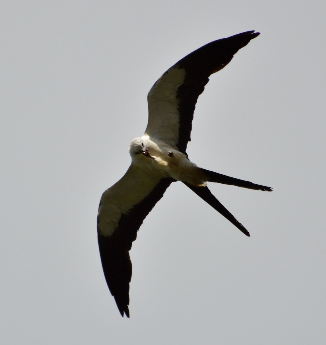 Swallow-tailed Kite - ML226400611