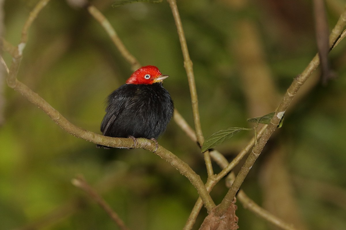 Kırmızı Takkeli Manakin - ML226401401