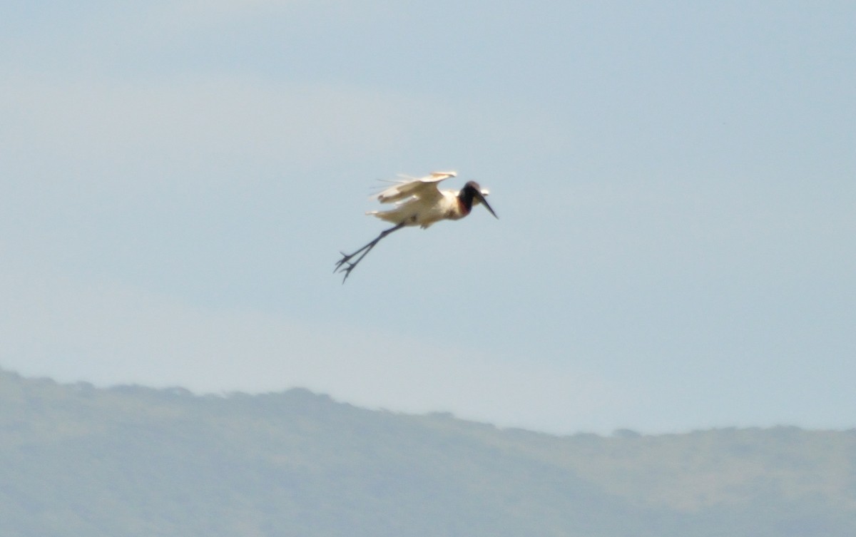 Jabiru d'Amérique - ML226402381