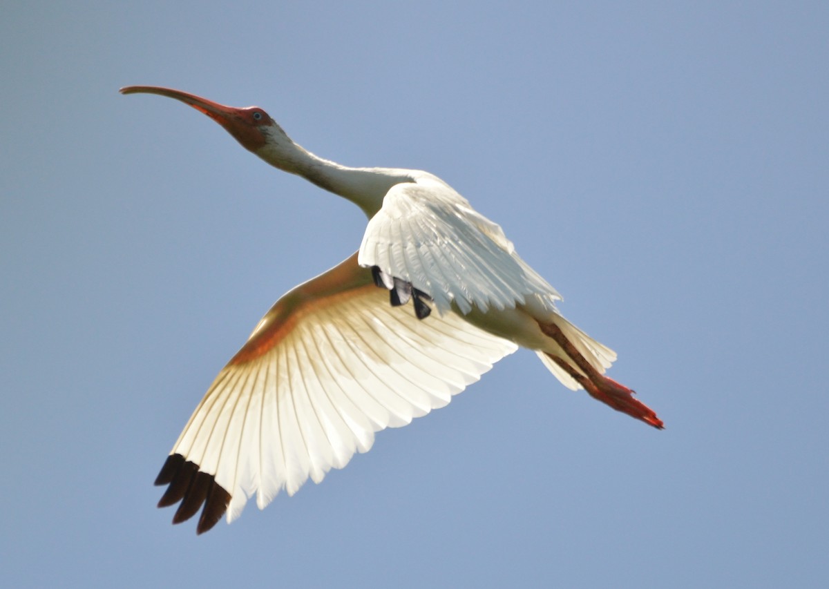 ibis bílý - ML226403041