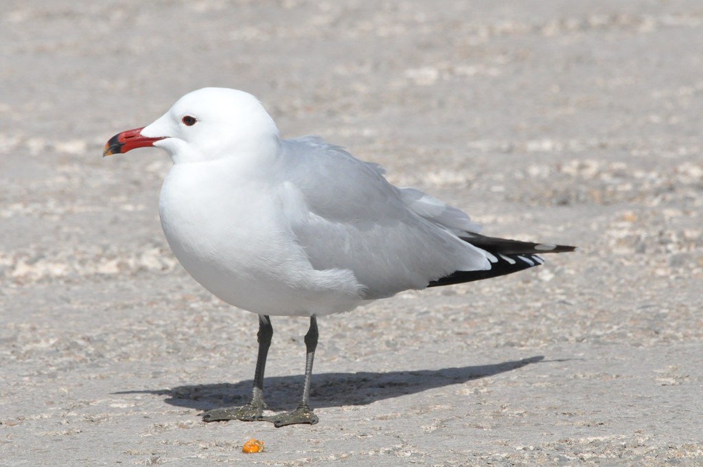 Audouin's Gull - ML226403361