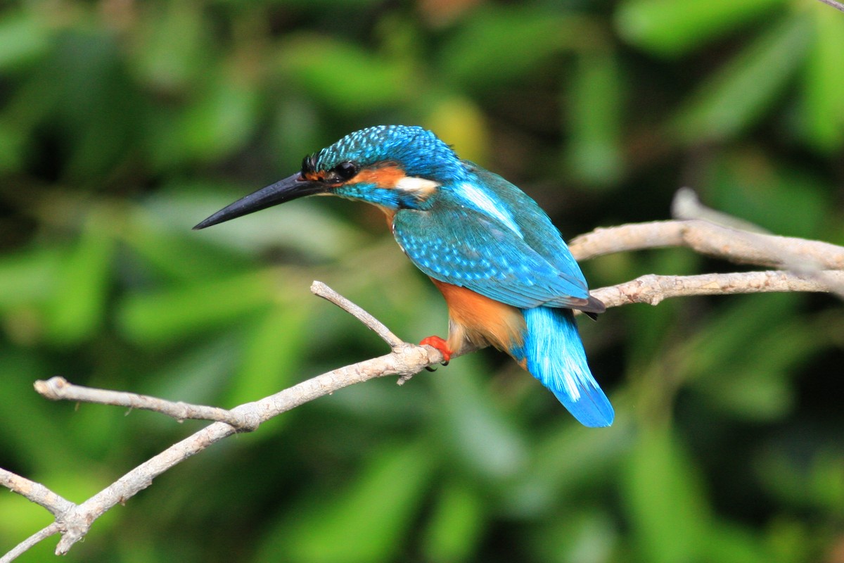 Common Kingfisher - Oscar Campbell