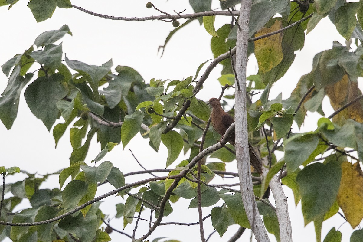 Mackinlay's Cuckoo-Dove - ML226404321