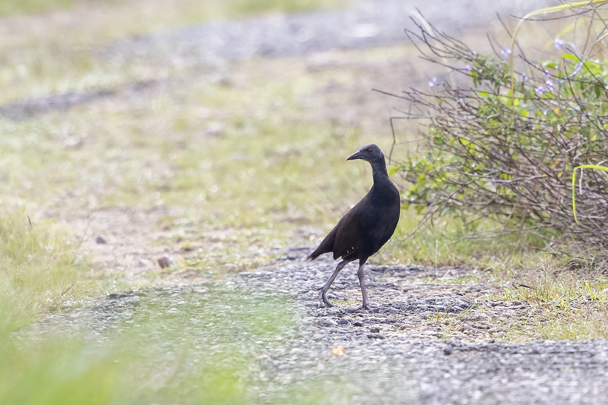 Woodford's Rail (Guadalcanal) - ML226404551