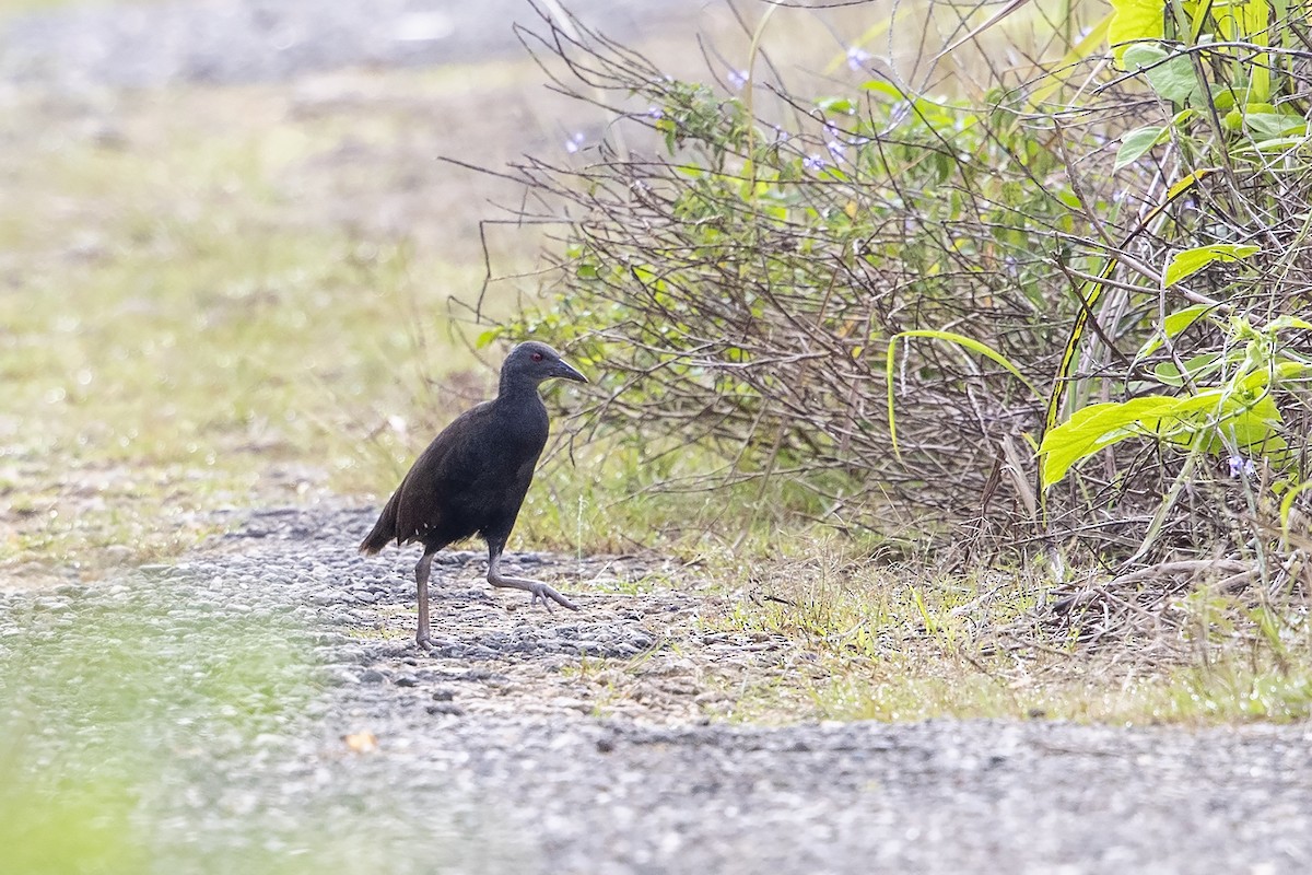 Woodford's Rail (Guadalcanal) - ML226404561