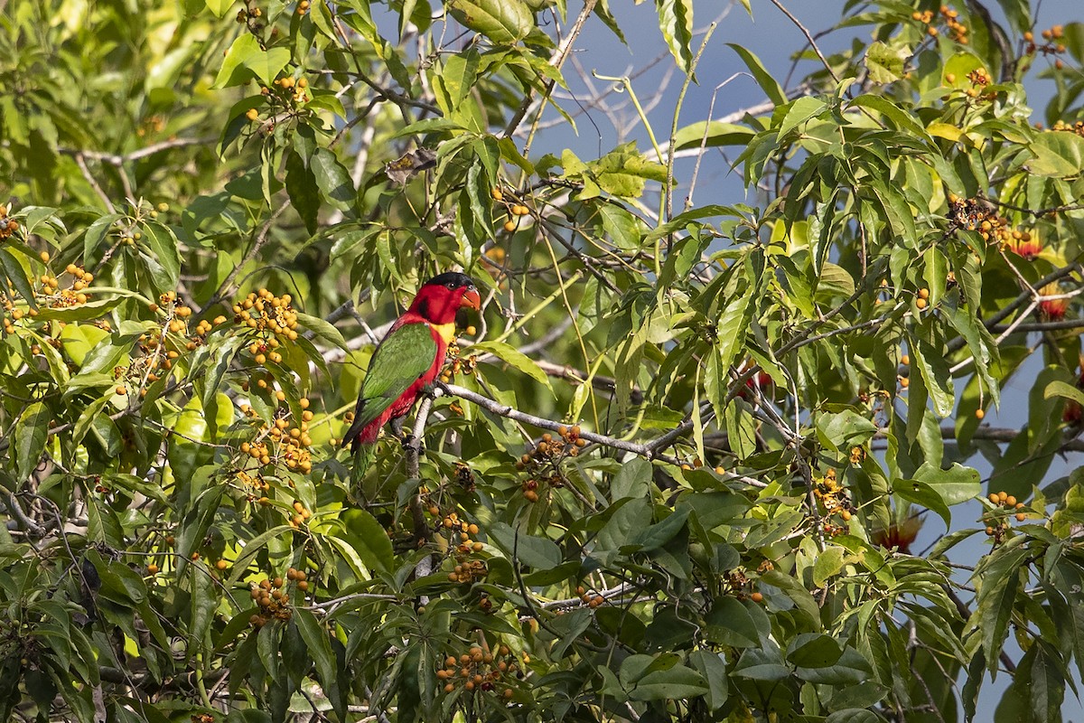 Yellow-bibbed Lory - ML226404661